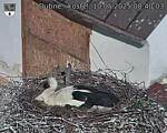 Capi_Dubne_20250510_084003.jpg