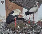 Capi_Dubne_20250510_090503.jpg