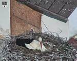 Capi_Dubne_20250510_091503.jpg