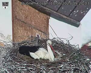 Capi_Dubne_20250510_092003.jpg (1350 x 1080)