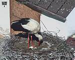 Capi_Dubne_20250510_092503.jpg