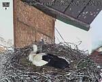 Capi_Dubne_20250510_093503.jpg