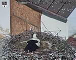 Capi_Dubne_20250510_095003.jpg