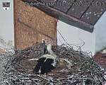 Capi_Dubne_20250510_100003.jpg