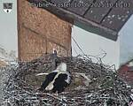 Capi_Dubne_20250510_101003.jpg