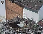Capi_Dubne_20250510_103003.jpg