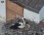 Capi_Dubne_20250510_103503.jpg