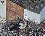 Capi_Dubne_20250510_104503.jpg