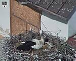 Capi_Dubne_20250510_105503.jpg