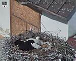 Capi_Dubne_20250510_110003.jpg