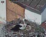 Capi_Dubne_20250510_110503.jpg