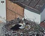 Capi_Dubne_20250510_111003.jpg