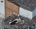 Capi_Dubne_20250510_112003.jpg
