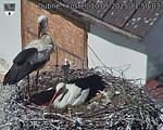Capi_Dubne_20250510_115003.jpg