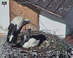 Capi_Dubne_20250510_115503.jpg