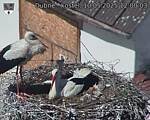 Capi_Dubne_20250510_120003.jpg