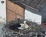 Capi_Dubne_20250510_121003.jpg