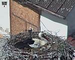 Capi_Dubne_20250510_121503.jpg