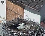 Capi_Dubne_20250510_122503.jpg