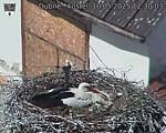Capi_Dubne_20250510_123003.jpg