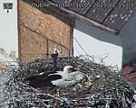 Capi_Dubne_20250510_123503.jpg