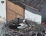 Capi_Dubne_20250510_124003.jpg