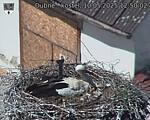 Capi_Dubne_20250510_125002.jpg