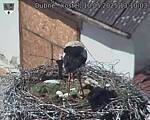 Capi_Dubne_20250510_131003.jpg