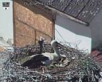 Capi_Dubne_20250510_132503.jpg
