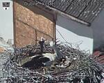 Capi_Dubne_20250510_133002.jpg