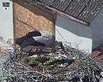 Capi_Dubne_20250510_134003.jpg