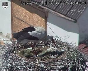 Capi_Dubne_20250510_134003.jpg (1350 x 1080)
