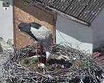 Capi_Dubne_20250510_142002.jpg
