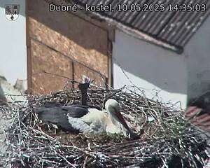 Capi_Dubne_20250510_143503.jpg (1350 x 1080)