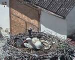 Capi_Dubne_20250510_144503.jpg