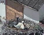 Capi_Dubne_20250510_145003.jpg