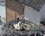 Capi_Dubne_20250510_150502.jpg