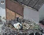 Capi_Dubne_20250510_151503.jpg