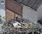 Capi_Dubne_20250510_152002.jpg