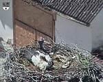 Capi_Dubne_20250510_152503.jpg