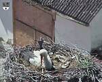 Capi_Dubne_20250510_153003.jpg
