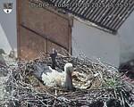 Capi_Dubne_20250510_153503.jpg