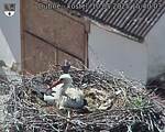 Capi_Dubne_20250510_154003.jpg