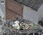 Capi_Dubne_20250510_154503.jpg
