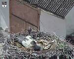 Capi_Dubne_20250510_155003.jpg