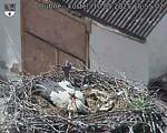 Capi_Dubne_20250510_155502.jpg