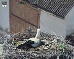 Capi_Dubne_20250510_160503.jpg
