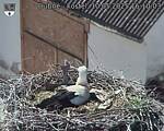 Capi_Dubne_20250510_161003.jpg