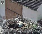 Capi_Dubne_20250510_162503.jpg