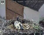 Capi_Dubne_20250510_165003.jpg